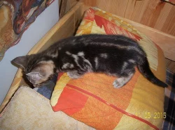 bengálská kočka - koťata