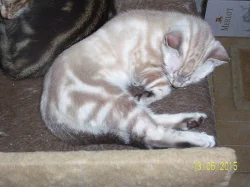 bengálská kočka - koťata