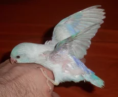 Papoušíček Šedokřídlý # Papoušíček Brýlatý ( forpus )