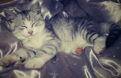 Prodám whiskas koťátka