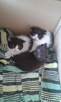 DARUJI dlouhosrstá koťata