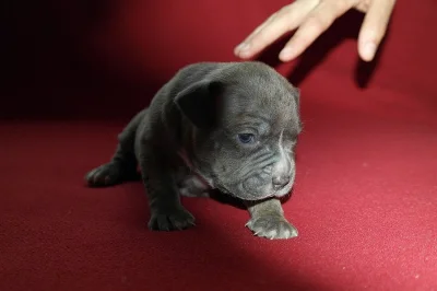 Prodám štěnata American Bully