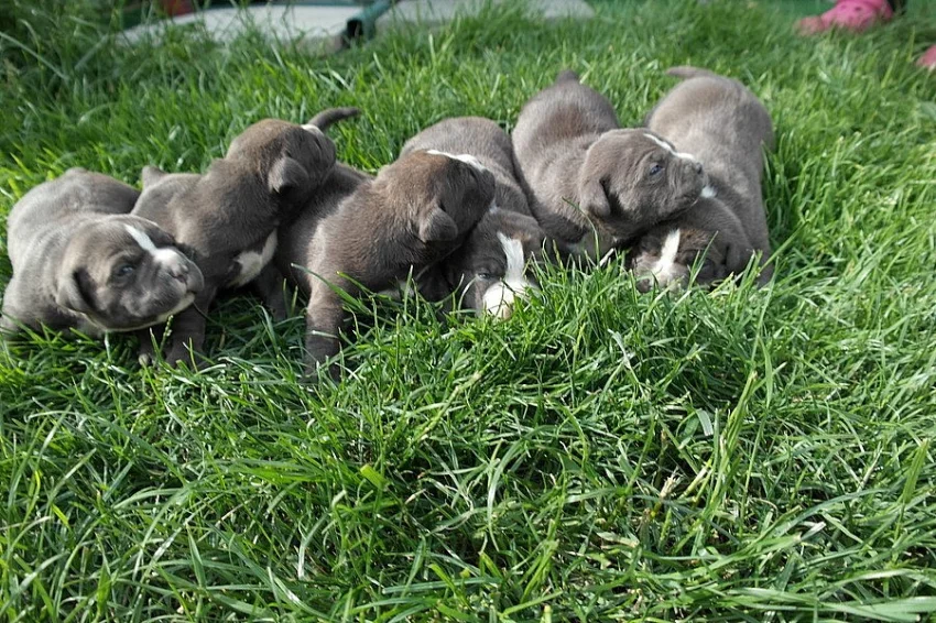 Prodám štěnata American Bully