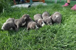 Prodám štěnata American Bully