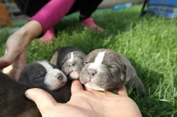 Prodám štěnata American Bully