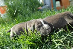 Prodám štěnata American Bully