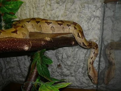 boa constrictor Salmon (Hroznýš Královsky)