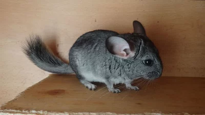 mládě činčily