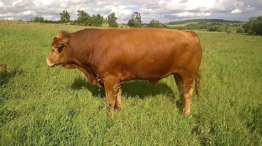 prodám býka Limousin
