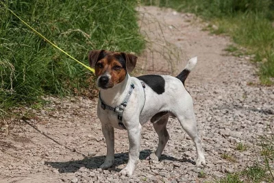 Jerry Lee