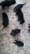 Prodám štěňata německého ovčáka