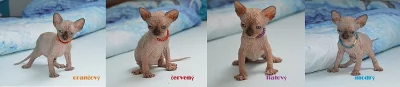 nádherná SPHYNX kotátka - kluci