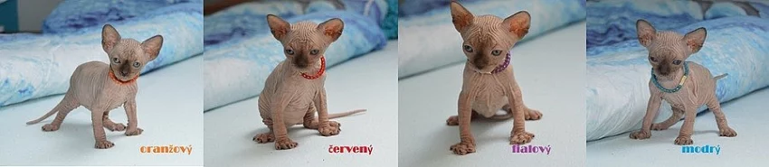 nádherná SPHYNX kotátka - kluci