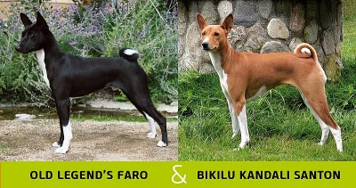 Basenji štěňata s PP