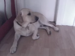 Labrador ke krytí