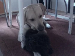 Labrador ke krytí