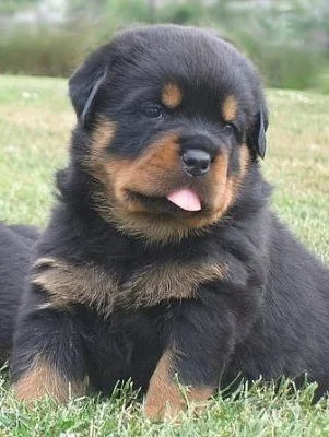Rottweiler s průkazem původu