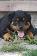 Rottweiler s průkazem původu