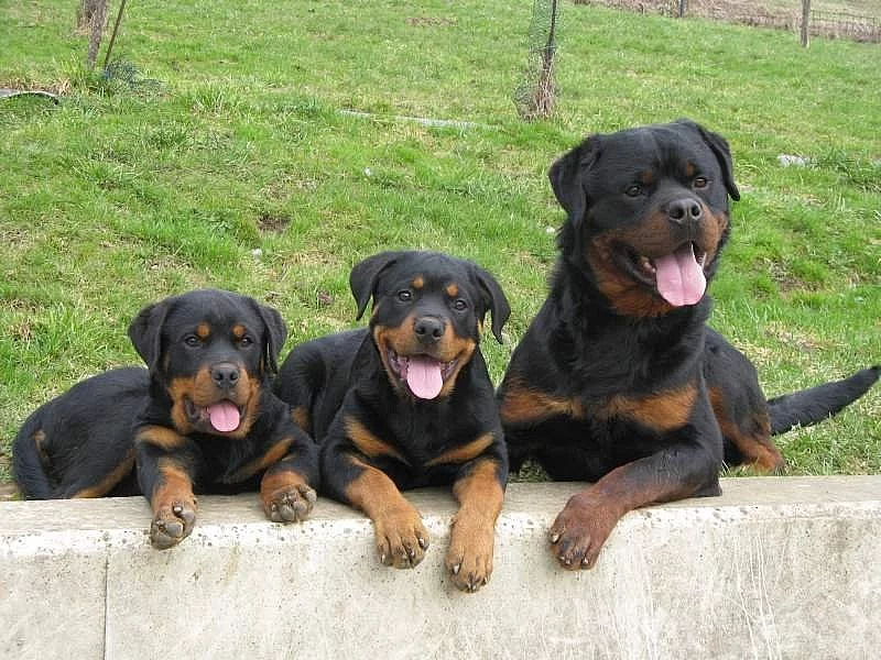 Rottweiler s průkazem původu