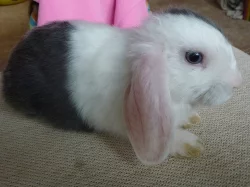 Zakrslý beránek