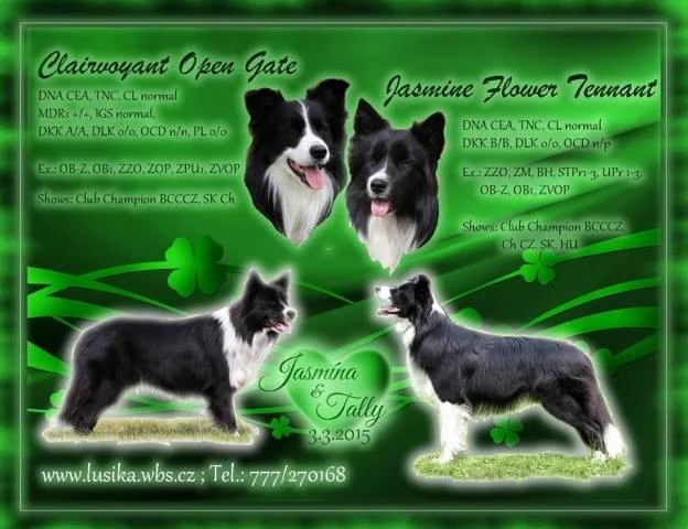 Štěňata border collie