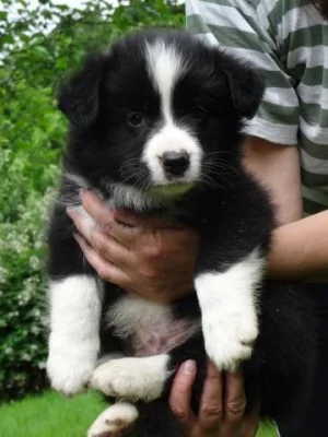 Štěňata border collie