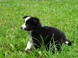 Štěňata border collie