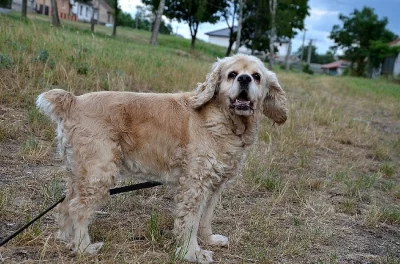 Lily – staršia, fenka amerického kokeršpaniela