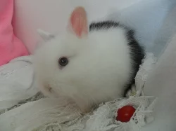 Zakrslý králíci