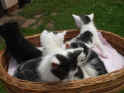 Daruji mazlivá koťátka