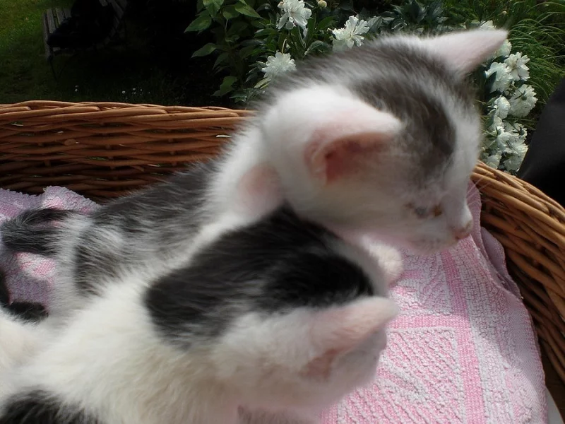 Daruji mazlivá koťátka