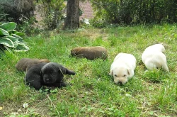 Labradorský retrívr, krásní rodiče