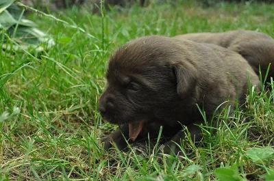 Labradorský retrívr, krásní rodiče