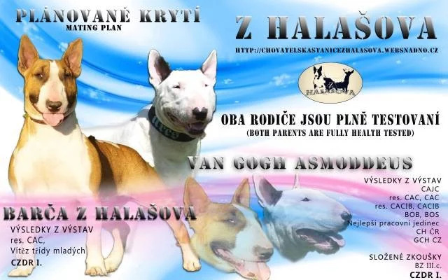 Bulteriér štěně s PP plně testovaní rodiče