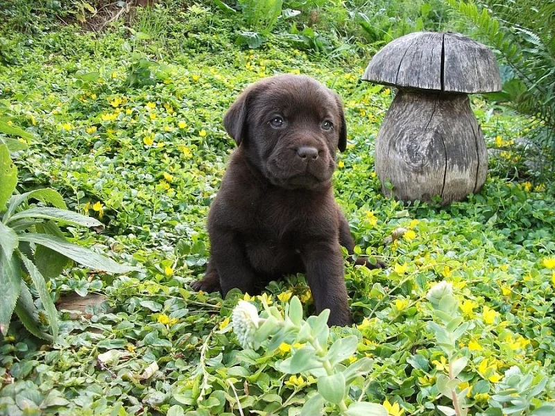 Labradorský retrívr - štěňata