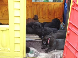 Labradorský retrívr - štěňata