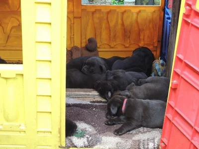 Labradorský retrívr - štěňata