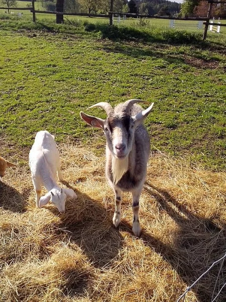 Prodám hodnou kozu