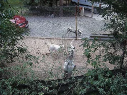 Psí školka - chovatelská stanice Vetřelec