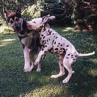 Psí školka - chovatelská stanice Vetřelec