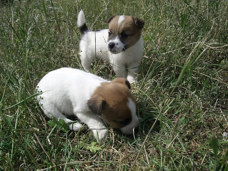 Jack Russell bez PP