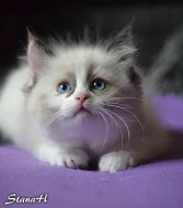 Ragdoll koťátka