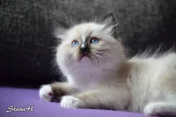 Ragdoll koťátka