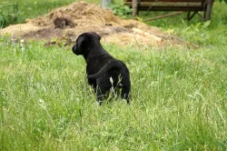 Štěňátka labradora