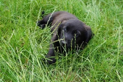 Štěňátka labradora