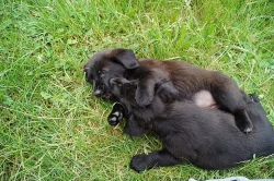 Štěňátka labradora