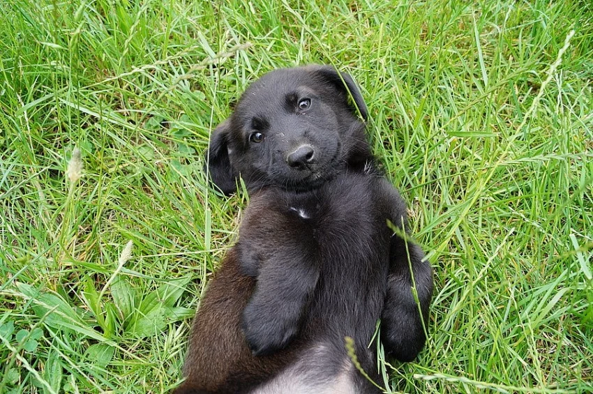 Štěňátka labradora