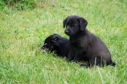 Štěňátka labradora