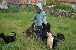 Štěňátka labradora