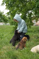Štěňátka labradora